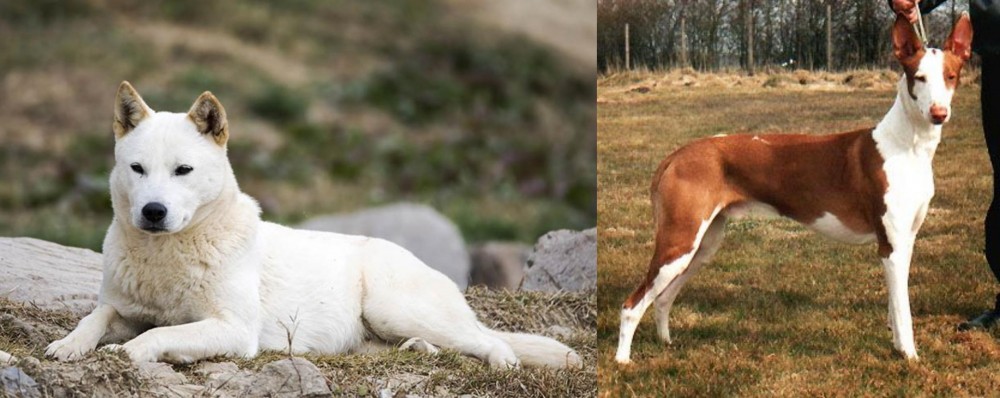 Podenco Canario vs Jindo - Breed Comparison