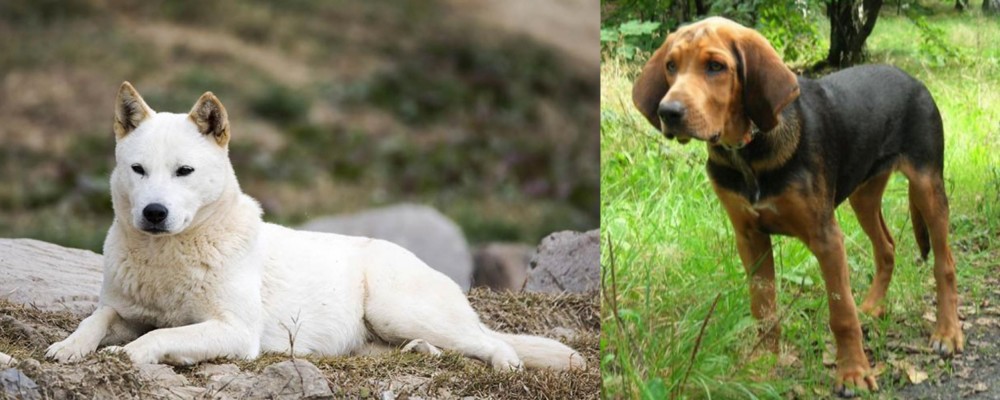 Polish Hound vs Jindo - Breed Comparison