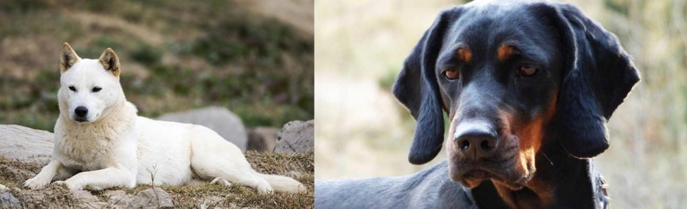 Polish Hunting Dog vs Jindo - Breed Comparison