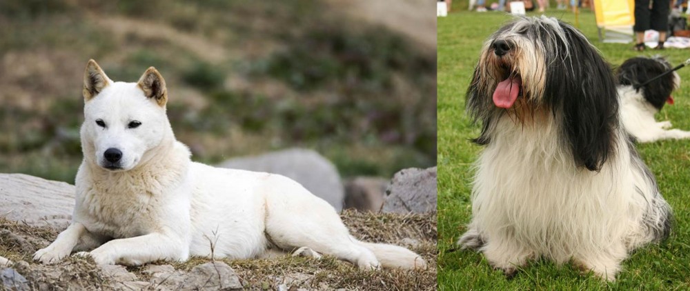 Polish Lowland Sheepdog vs Jindo - Breed Comparison