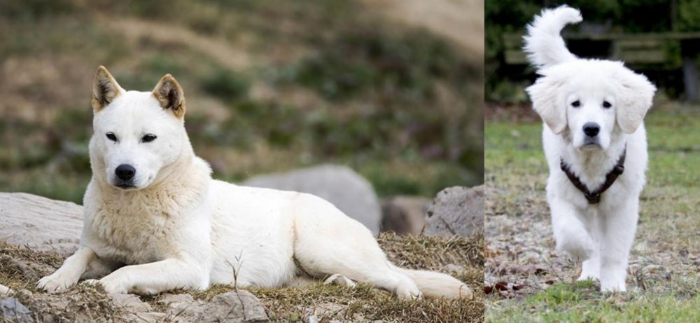 Polish Tatra Sheepdog vs Jindo - Breed Comparison