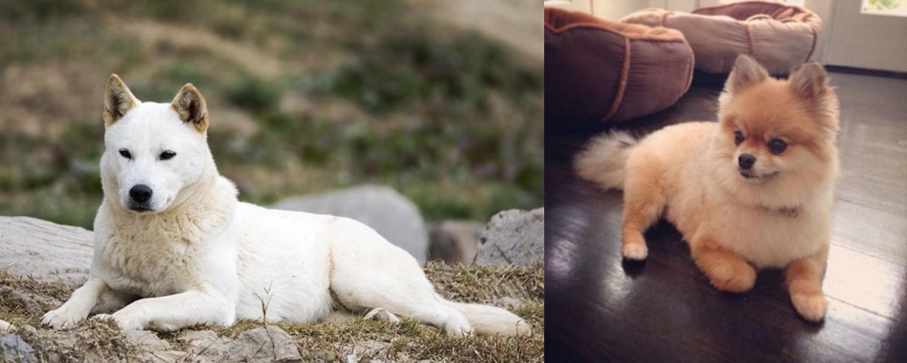 Pomeranian vs Jindo - Breed Comparison