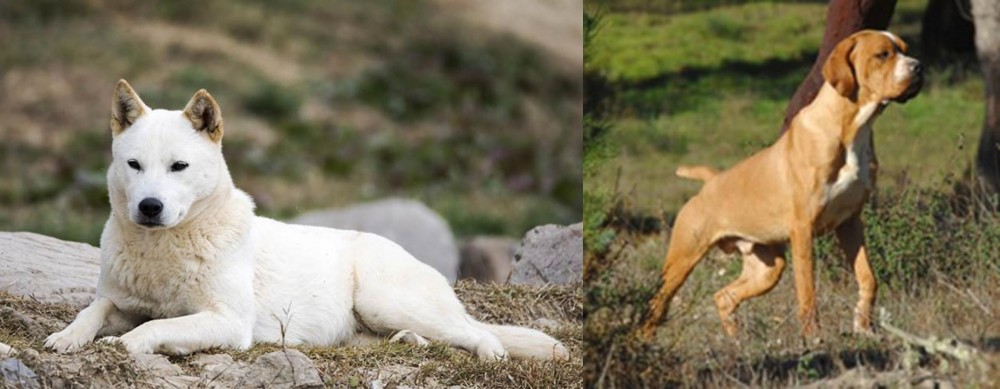 Portuguese Pointer vs Jindo - Breed Comparison