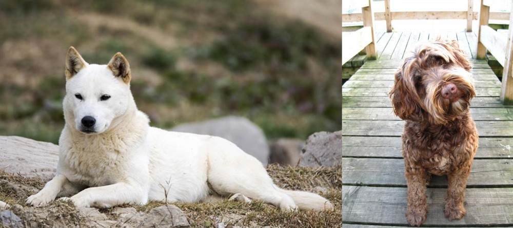 Portuguese Water Dog vs Jindo - Breed Comparison