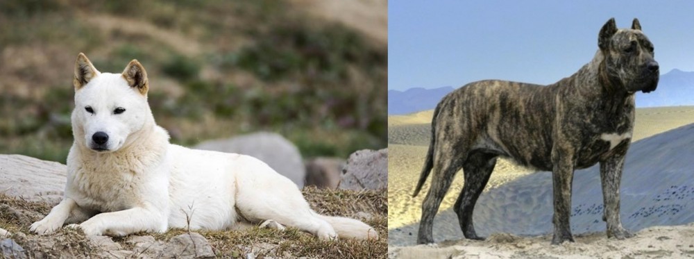 Presa Canario vs Jindo - Breed Comparison