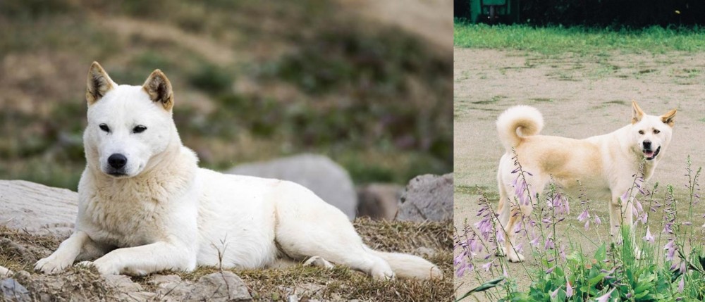 Pungsan Dog vs Jindo - Breed Comparison
