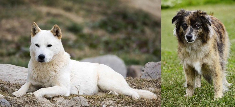 Pyrenean Shepherd vs Jindo - Breed Comparison