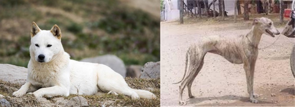 Rampur Greyhound vs Jindo - Breed Comparison