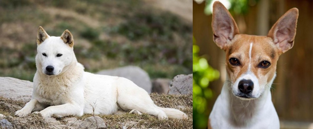 Rat Terrier vs Jindo - Breed Comparison