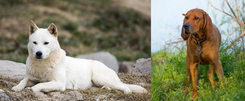 Redbone Coonhound vs Jindo - Breed Comparison