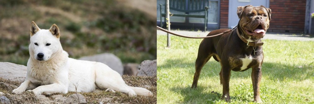 Renascence Bulldogge vs Jindo - Breed Comparison