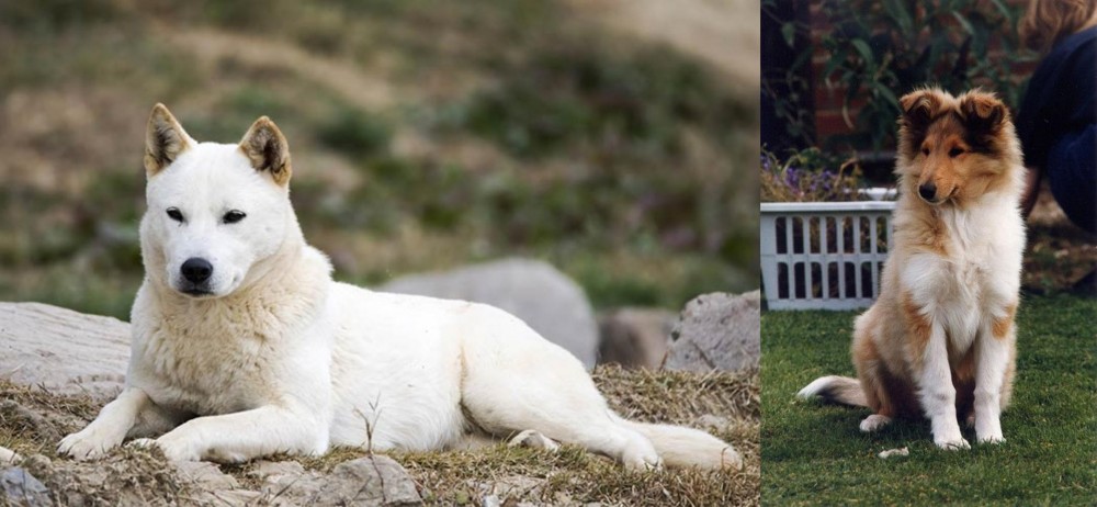Rough Collie vs Jindo - Breed Comparison
