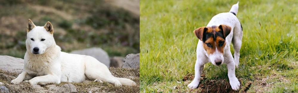 Russell Terrier vs Jindo - Breed Comparison