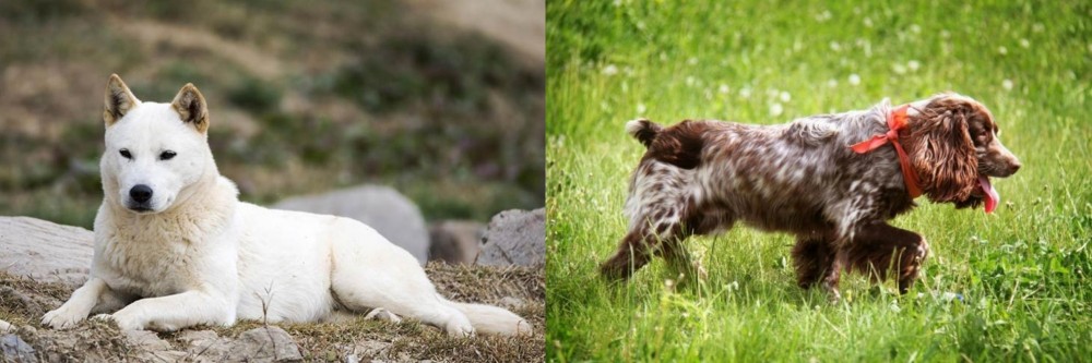 Russian Spaniel vs Jindo - Breed Comparison