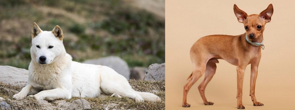 Russian Toy Terrier vs Jindo - Breed Comparison