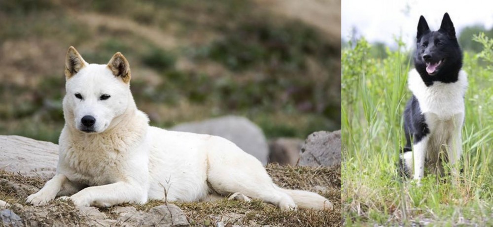 Russo-European Laika vs Jindo - Breed Comparison