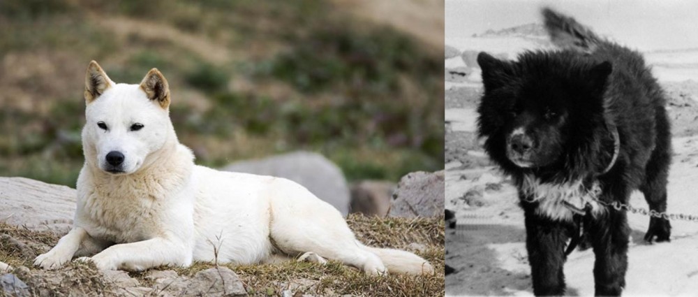 Sakhalin Husky vs Jindo - Breed Comparison