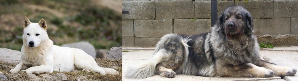 Sarplaninac vs Jindo - Breed Comparison