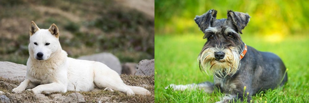 Schnauzer vs Jindo - Breed Comparison