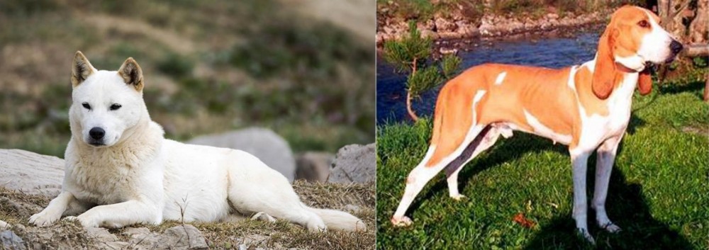 Schweizer Laufhund vs Jindo - Breed Comparison