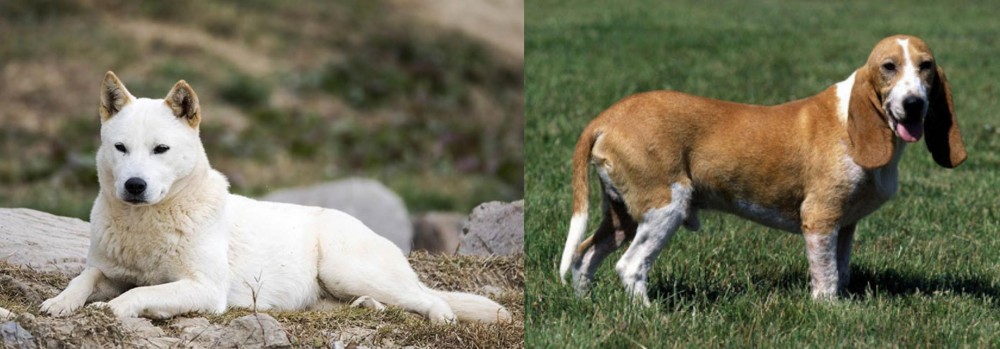 Schweizer Niederlaufhund vs Jindo - Breed Comparison