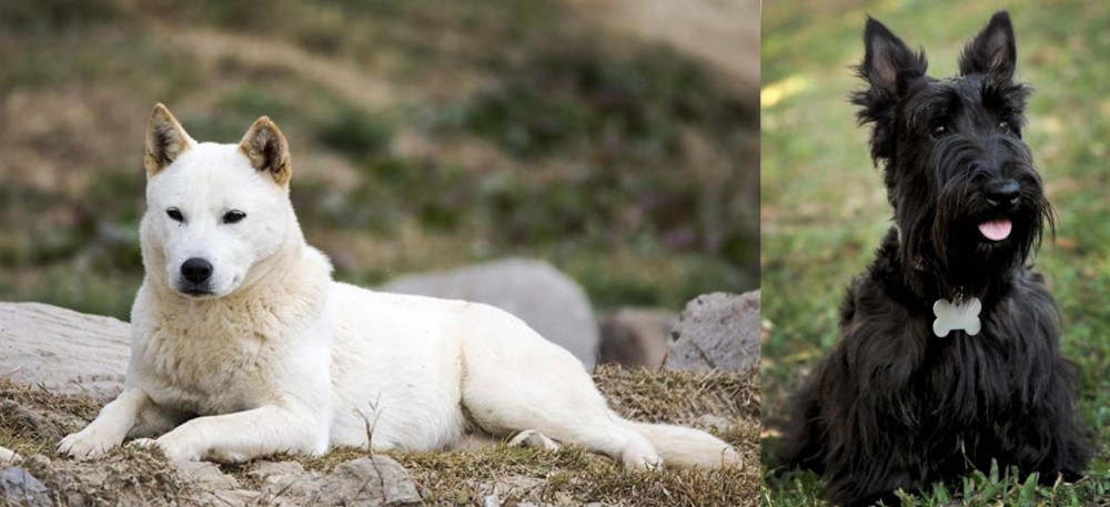 Scoland Terrier vs Jindo - Breed Comparison