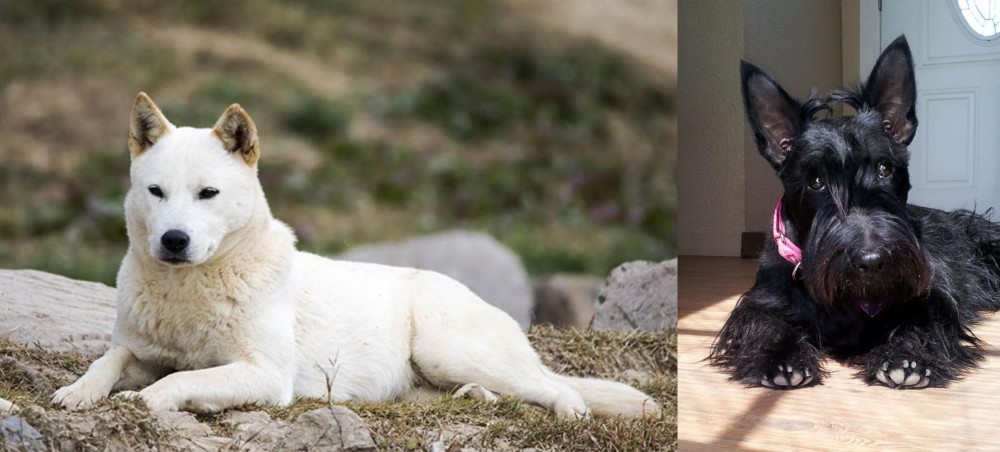 Scottish Terrier vs Jindo - Breed Comparison