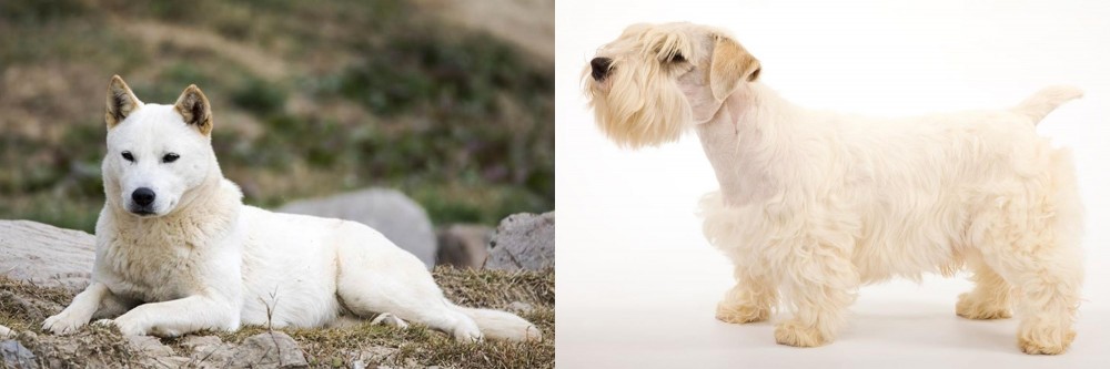 Sealyham Terrier vs Jindo - Breed Comparison