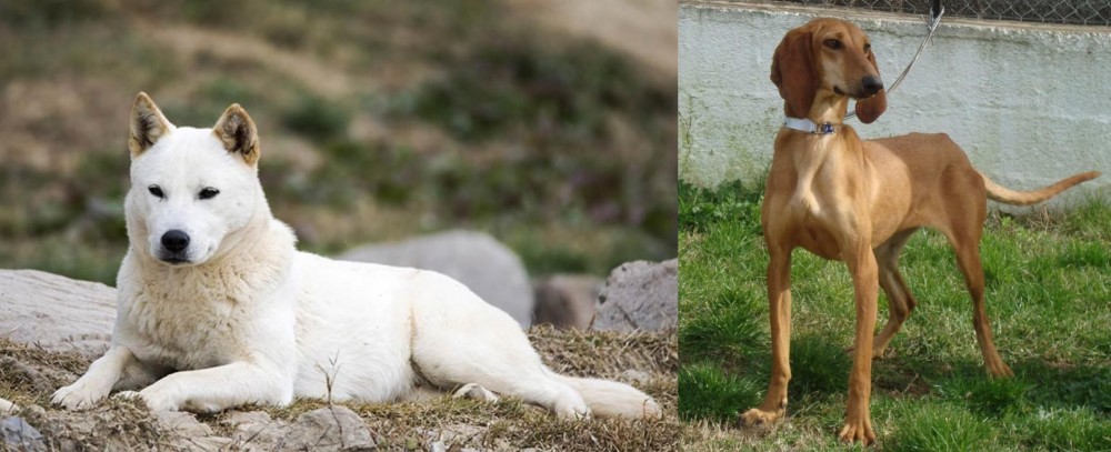 Segugio Italiano vs Jindo - Breed Comparison