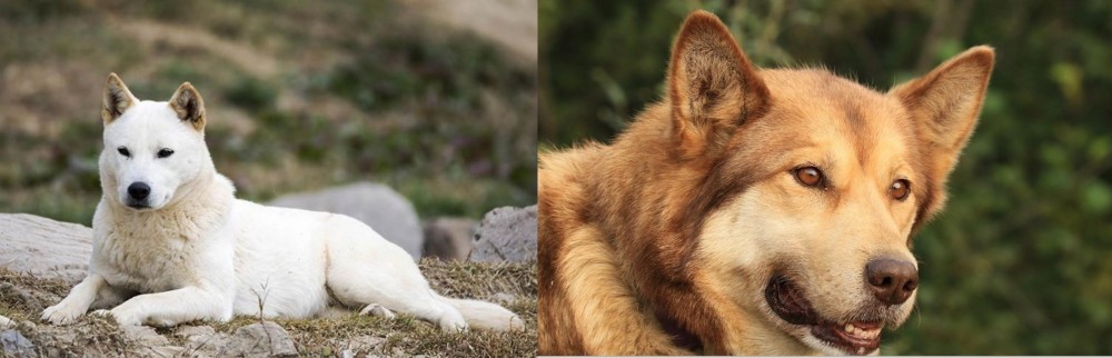 Seppala Siberian Sleddog vs Jindo - Breed Comparison