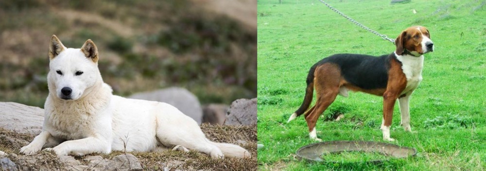 Serbian Tricolour Hound vs Jindo - Breed Comparison