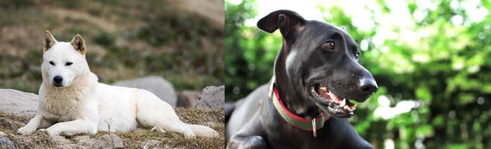 Shepard Labrador vs Jindo - Breed Comparison