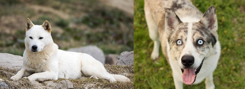 Shepherd Husky vs Jindo - Breed Comparison