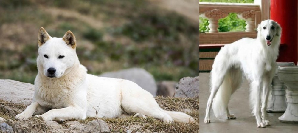 Silken Windhound vs Jindo - Breed Comparison