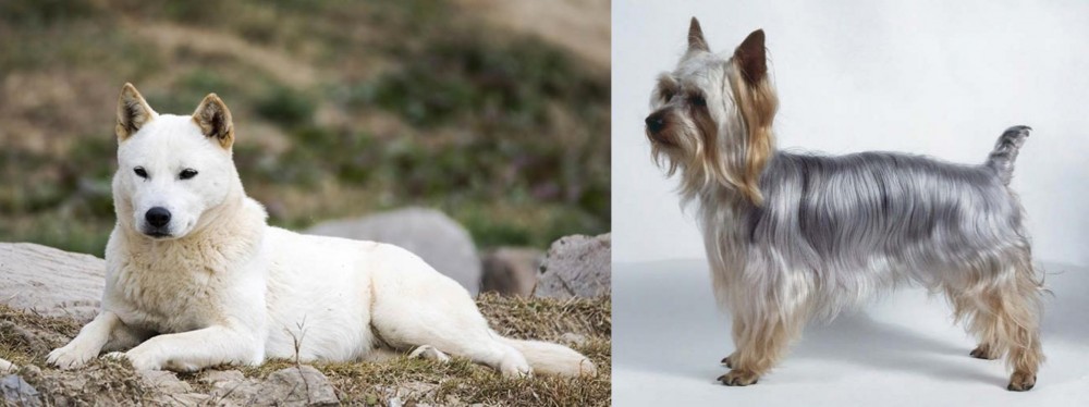 Silky Terrier vs Jindo - Breed Comparison
