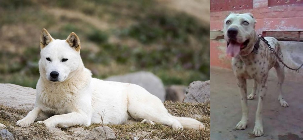 Sindh Mastiff vs Jindo - Breed Comparison