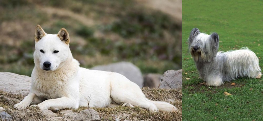 Skye Terrier vs Jindo - Breed Comparison