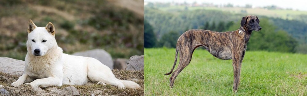 Sloughi vs Jindo - Breed Comparison