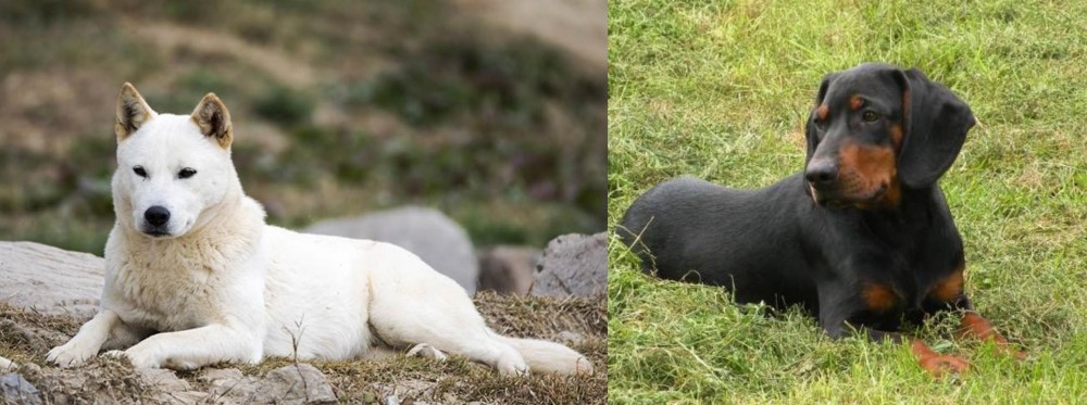 Slovakian Hound vs Jindo - Breed Comparison