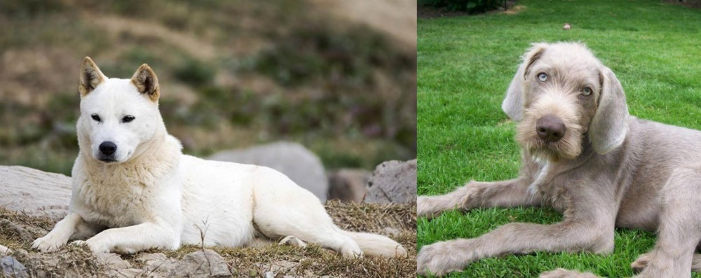 Slovakian Rough Haired Pointer vs Jindo - Breed Comparison
