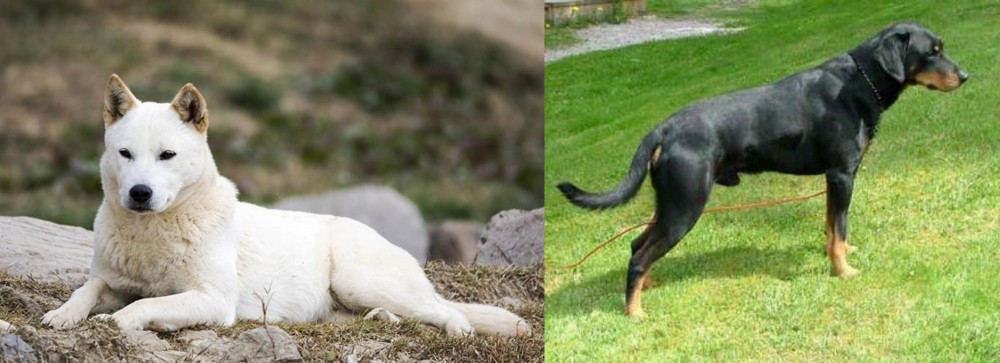 Smalandsstovare vs Jindo - Breed Comparison