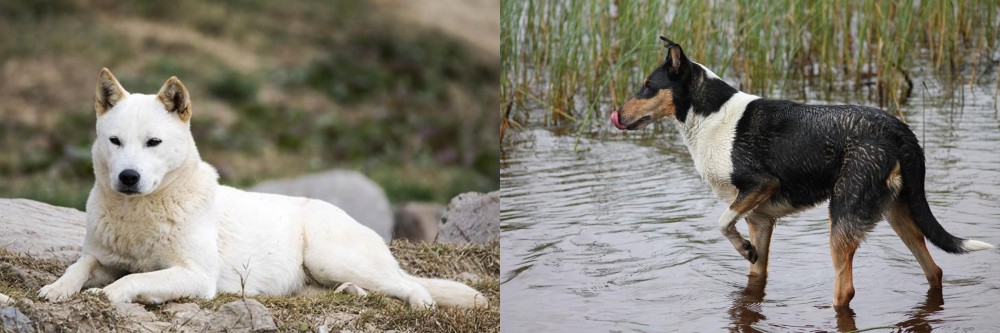 Smooth Collie vs Jindo - Breed Comparison