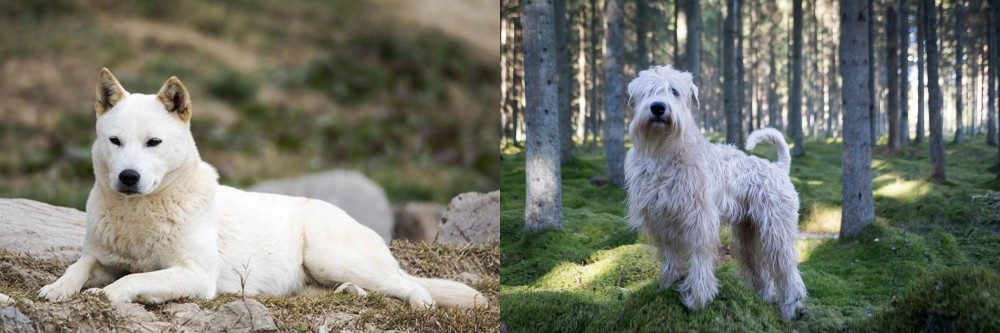 Soft-Coated Wheaten Terrier vs Jindo - Breed Comparison