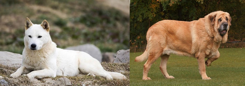 Spanish Mastiff vs Jindo - Breed Comparison