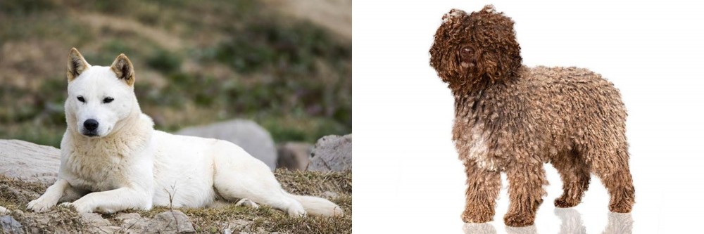 Spanish Water Dog vs Jindo - Breed Comparison