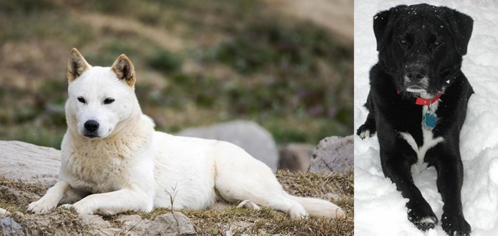 St. John's Water Dog vs Jindo - Breed Comparison