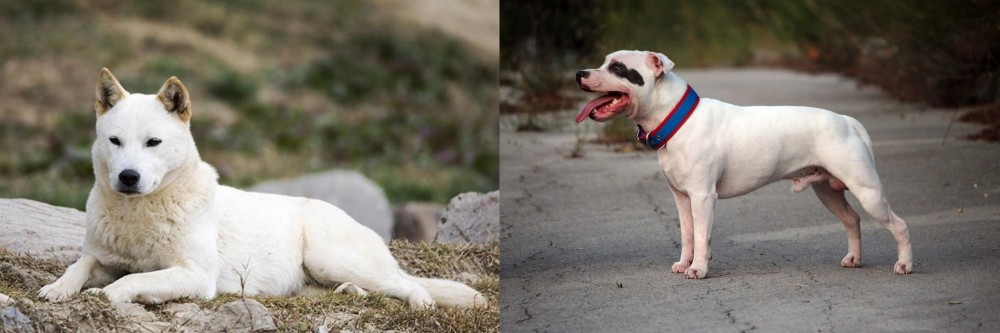 Staffordshire Bull Terrier vs Jindo - Breed Comparison