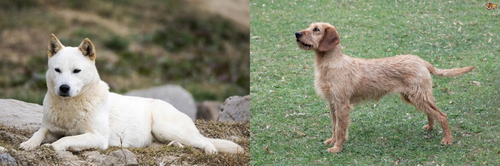 Styrian Coarse Haired Hound vs Jindo - Breed Comparison