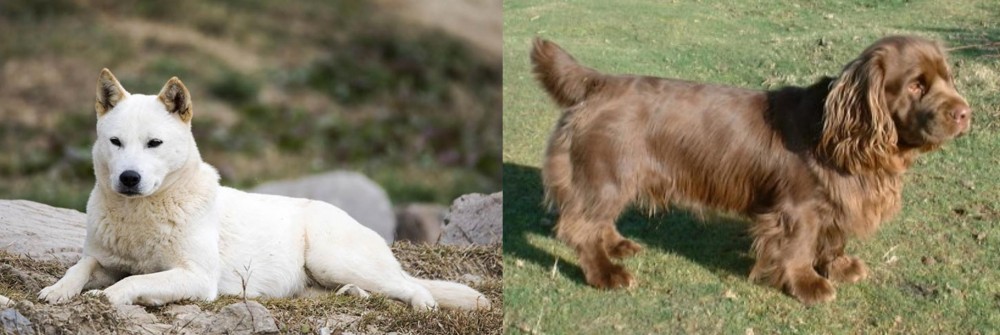 Sussex Spaniel vs Jindo - Breed Comparison