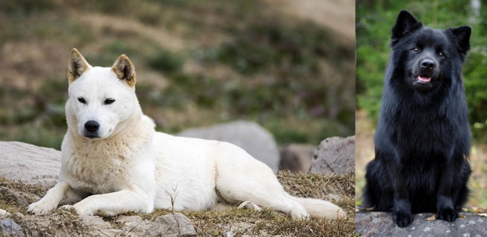 Swedish Lapphund vs Jindo - Breed Comparison